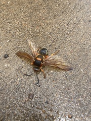 Sphecius