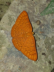 Emesis fatimella nobilata