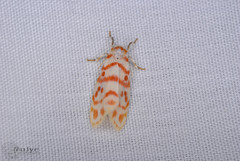 Nephelomilta effracta