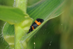 Cosmoscarta abdominalis