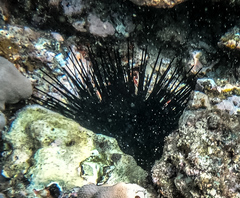 Echinothrix diadema
