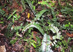 Pellaea rotundifolia