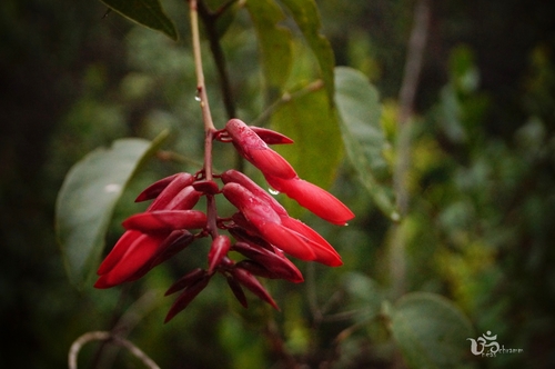 Camptosema coriaceum