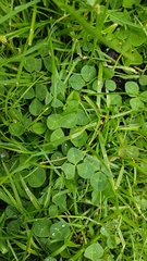Trifolium repens