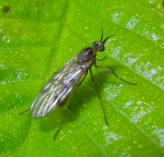 Sylvicola punctatus