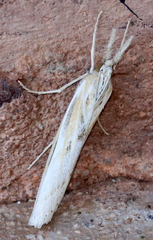 Agriphila inquinatella