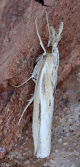 Agriphila inquinatella