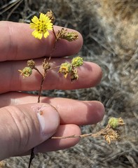 Deinandra increscens