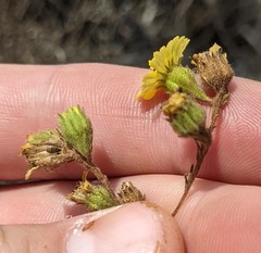 Deinandra increscens