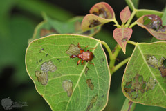 Leptapoderus rubidus
