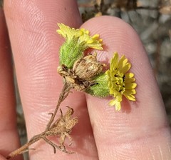 Deinandra increscens