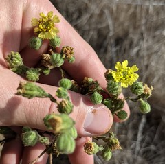 Deinandra increscens