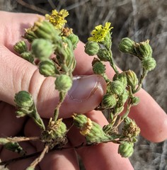 Deinandra increscens