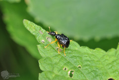 Phymatapoderus flavimanus