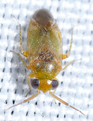 Rhinacloa callicrates
