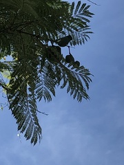 Vachellia campechiana