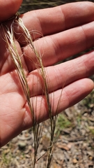 Austrostipa scabra