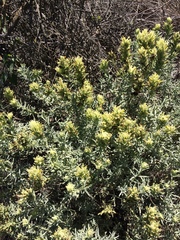 Castilleja grisea