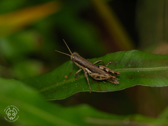 Pseudoxya