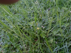 Medicago lupulina