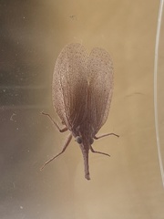 Amyclinae