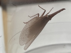 Amyclinae