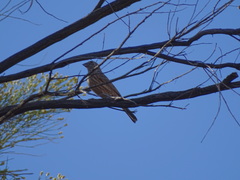 Haemorhous mexicanus