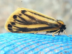 Setina aurita