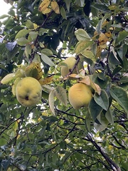 Pseudocydonia sinensis