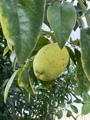 Pseudocydonia sinensis