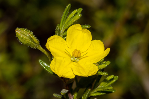 Hibbertia glebosa Toelken