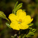 Hibbertia glebosa glebosa - Photo (c) Tim Hammer, μερικά δικαιώματα διατηρούνται (CC BY), uploaded by Tim Hammer