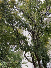 Pseudocydonia sinensis