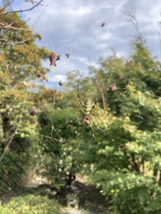 Trichonephila clavata