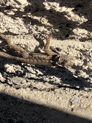 Sceloporus occidentalis