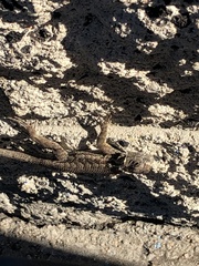 Sceloporus occidentalis