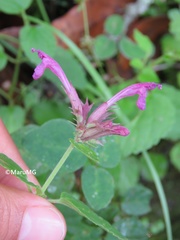 Agastache mexicana