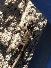 Sceloporus occidentalis