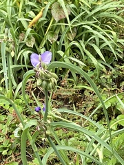 Tradescantia ohiensis