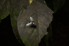 Calliphora lata