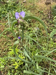 Tradescantia ohiensis