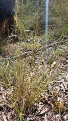Austrostipa scabra