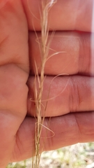 Austrostipa scabra