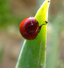 Cycloneda sanguinea