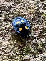 Eumorphus marginatus