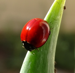 Cycloneda sanguinea