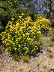 Pomaderris intermedia