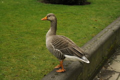 Anser anser