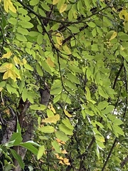 Styphnolobium japonicum