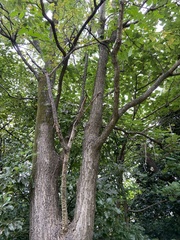 Styphnolobium japonicum